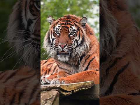 Explore the beauty and magic of Bengal and Siberian tigers in the wild. #animals #babyanimals