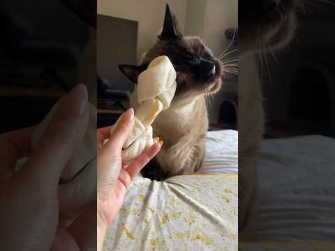 Feline Cravings: My Cat Wanted a Bone, So I Brought him one from the pet store 🦴 🐱