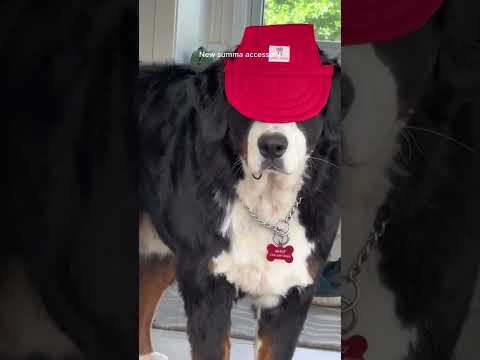 Bernese Mountain Dogs | Cute Dogs | Funny Animals | Dog Accessories