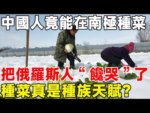 中國人竟能在南極種菜，把俄羅斯人“饞哭”了！ 種菜真是種族天賦？#科普 #科普頻道