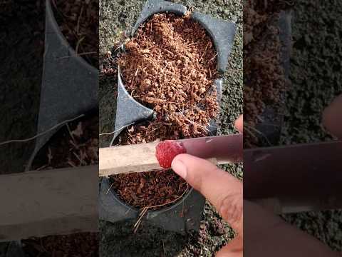 Easy techniques of strawberry sowing!