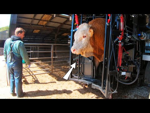 Amazing Intelligent Cow Farming Technology - Fastest Feeding, Cleaning and Milking Machines