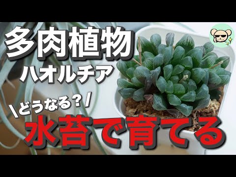 【多肉植物】ハオルチアを水苔で植える！植え替え後の成長