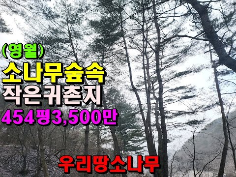 (영월)소나무숲속 작은귀촌지/454평/3,500만/앞쪽계곡도 있어요/토목완료/영월부동산매매/영월토지