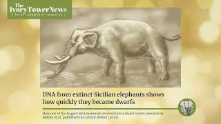 DNA from extinct Sicilian elephants shows how quickly they became dwarfs