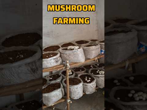 Mushroom farming business 50 bags Setup in Room #shorts #mushroomfarming