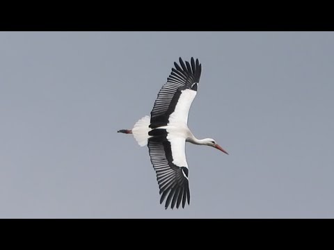 WHITE STORK In Flight 👀 @ Lytham Hall, Lancashire UK 👀   Ciconia ciconia