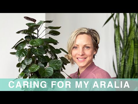 How I Care For My Aralia - Green Moments With Juliette - Episode #01