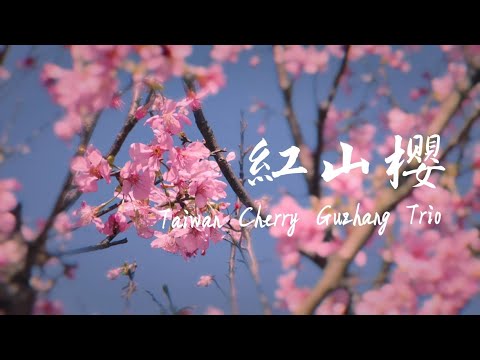 《紅山櫻》古箏三重奏(示範版) , 翁綾蔓 | Taiwan Cherry - Guzheng Trio, Aya Weng