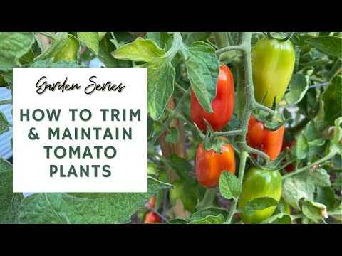 How to Trim and Maintain Tomato Plants 🍅🌿 | GARDEN SERIES