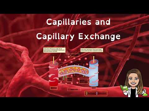 Capillaries and Capillary Exchange | Bulk Flow | Cardiovascular System