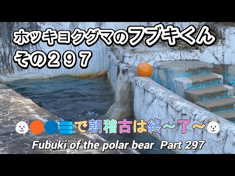 ホッキョクグマのフブキくん（２９７）🐻‍❄️🟠🔵🛢️で朝稽古は終～了～🐻‍❄️（東山動植物園）Fubuki of the polar bear Part 297