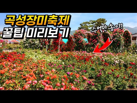 5월 국내 여행지 추천 곡성 세계 장미축제 꿀팁 | 대중교통 당일치기 여행 | Rose Festival in Gokseong, Korea