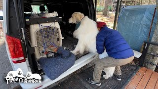 出発前は喜ぶのに車に乗る時はなぜか腰が重いアランです　Great Pyrenees　グレートピレニーズ