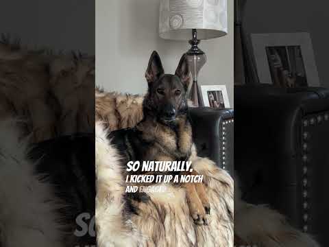 A German Shepherd’s guide to trash day PANIC