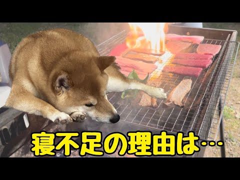 BBQのお肉を楽しみにしてたのに寝てしまった柴犬。