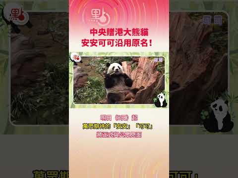 官宣！中央贈港大熊貓安安可可沿用原名～ #大熊貓 #panda #香港