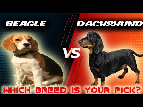 Beagle VS Dachshund-Comparison