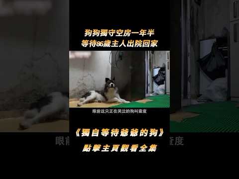 狗狗獨守空房一年半，等待86歲主人出院回家，沒想再見卻是最後一面#shorts