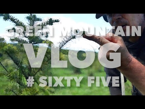 VLOG 65 | Unedited Detecting & Winter Lights