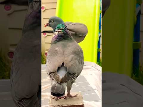 Colourful🐠 wood Pigeons🦅🕊️🦅#shortsvideo #pigeon #birds #birdsvideo