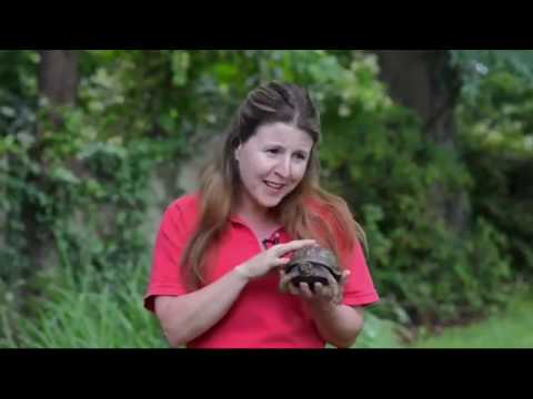 Kindness for  Turtles Crossing the Road