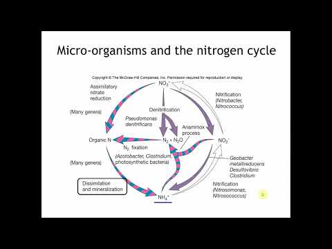 NitrogenCycle ABT