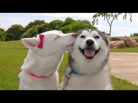 Funniest & Cutest Husky Puppies #2 - Funny Puppy Videos 2020