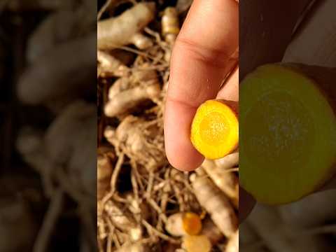 Harvesting of Turmeric/Haldi #gardening #ideas #greenskeeper19