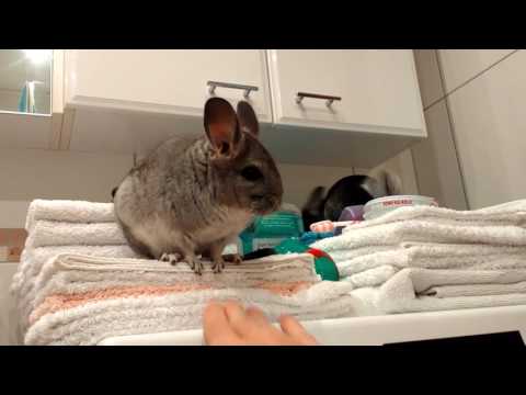 Booping a chinchilla nose