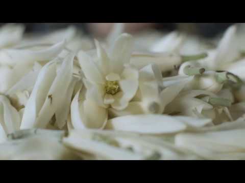 Our Botanica Fragrance Story: Magnolia