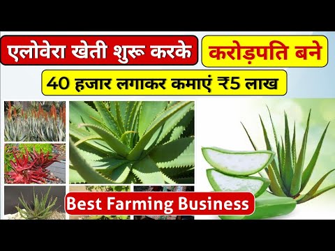 Alovera Farming || Alovera Farming Business ideas | Best small business ideas | एलोवेरा खेती बिजनेस