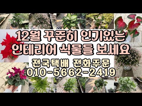 12월 연말 꾸준한 인기식물 보러오세용