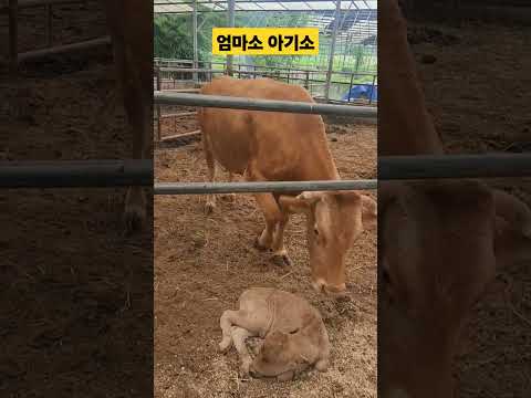 아기 송아지가 태어났어요 #그랑농원