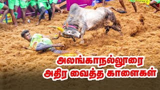 வீரர்களை தெறிக்க விட்ட காளைகள்! - Alanganallur Jallikattu | Vikatan