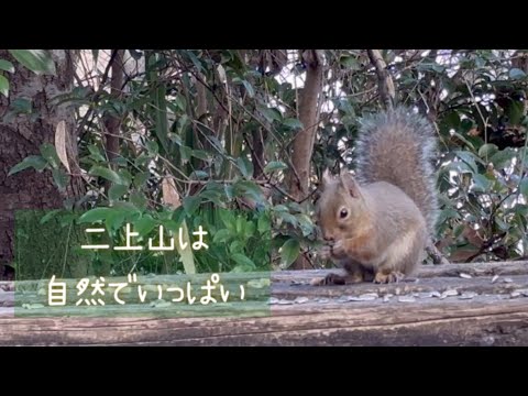 可愛すぎる💕　(二上山　雌岳) Wild birds