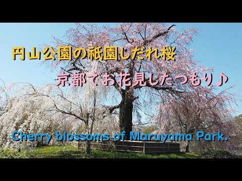 円山公園の祇園しだれ桜2020、京都でお花見したつもり♪【Cherry blossoms of Maruyama Park of Kyoto.】