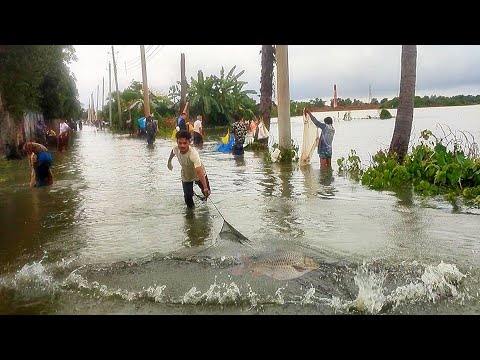 ইতিহাসের রেকর্ড করা বন্যায় রাস্তায় মাছ ধরা | Amazing Cast Net Fishing #Fish #Fishing #Rainyday