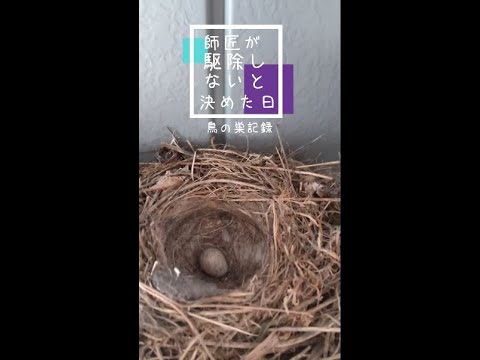 鳥の巣記録1 「我が家の車庫に鳥の巣が…」 #shorts