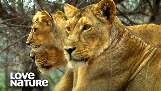 Asiatic Lion: A Once Dying Breed on the Rise | Love Nature