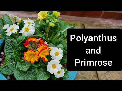 Creating a colourful Spring Display of Polyanthus and Primrose - Container Gardening