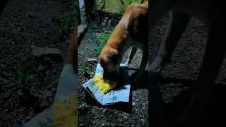 dog 🐶 dogs #dogs #ytshorts #funny #trending #pets #dog #viral #bandar #dogviral #funnypets #shorts_