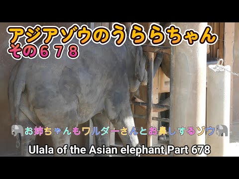 アジアゾウのうららちゃん（６７８）🐘お姉ちゃんもワルダーさんとお鼻しするゾウ🐘（東山動植物園）Ulala of the Asian elephant Part 678