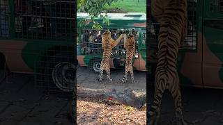 Tiger in safari park #forest #jungle #2023 #viral #shortsvideo #gujjuinhongkong #animal #lion #gujju