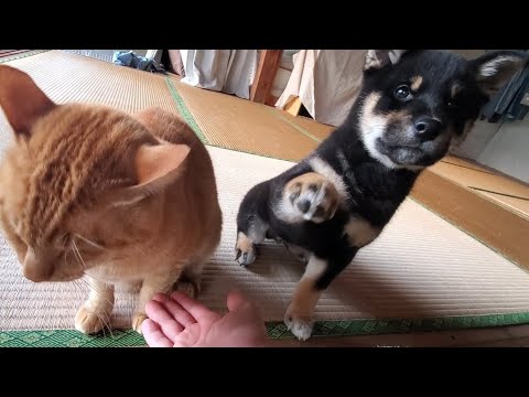 猫の代わりに頑張るちび柴犬