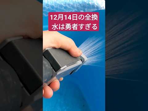 めだかの容器12月14日の全換水は勇者すぎる