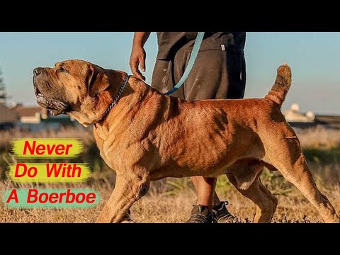 7 Things You Should Never ❌ Do With A Boerboel❗