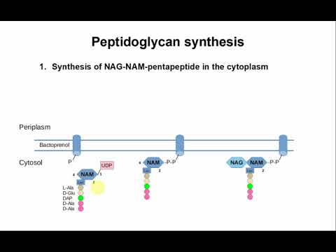 Peptidoglycan Synthesis