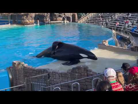 Orca encounter sea world