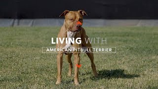 ALL ABOUT LIVING WITH A REAL AMERICAN PIT BULL TERRIER